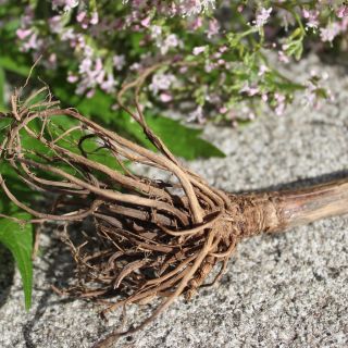 Baldrianwurzelextrakt